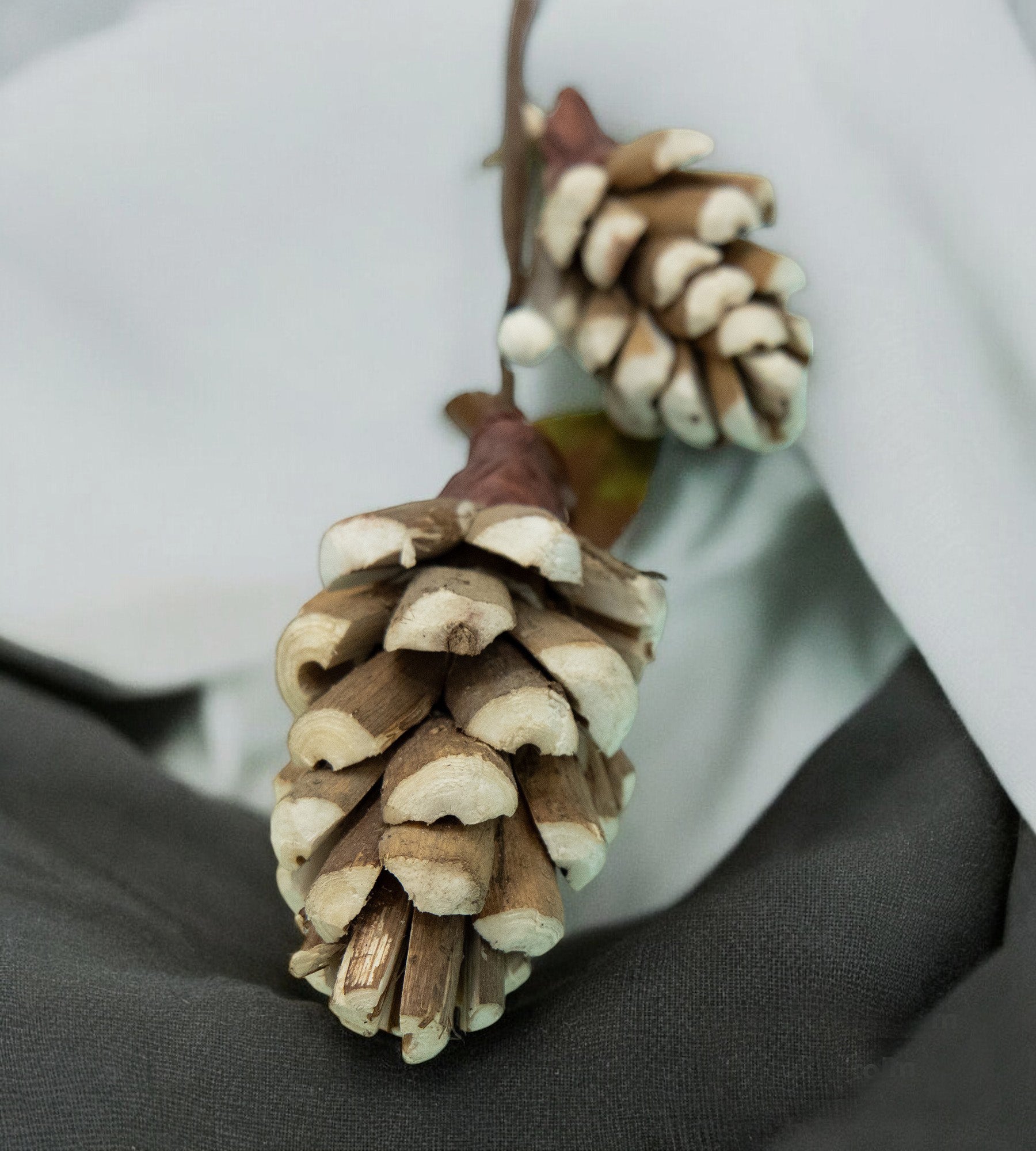 Golden Pine Tree Fruit Dried 2 Sticks