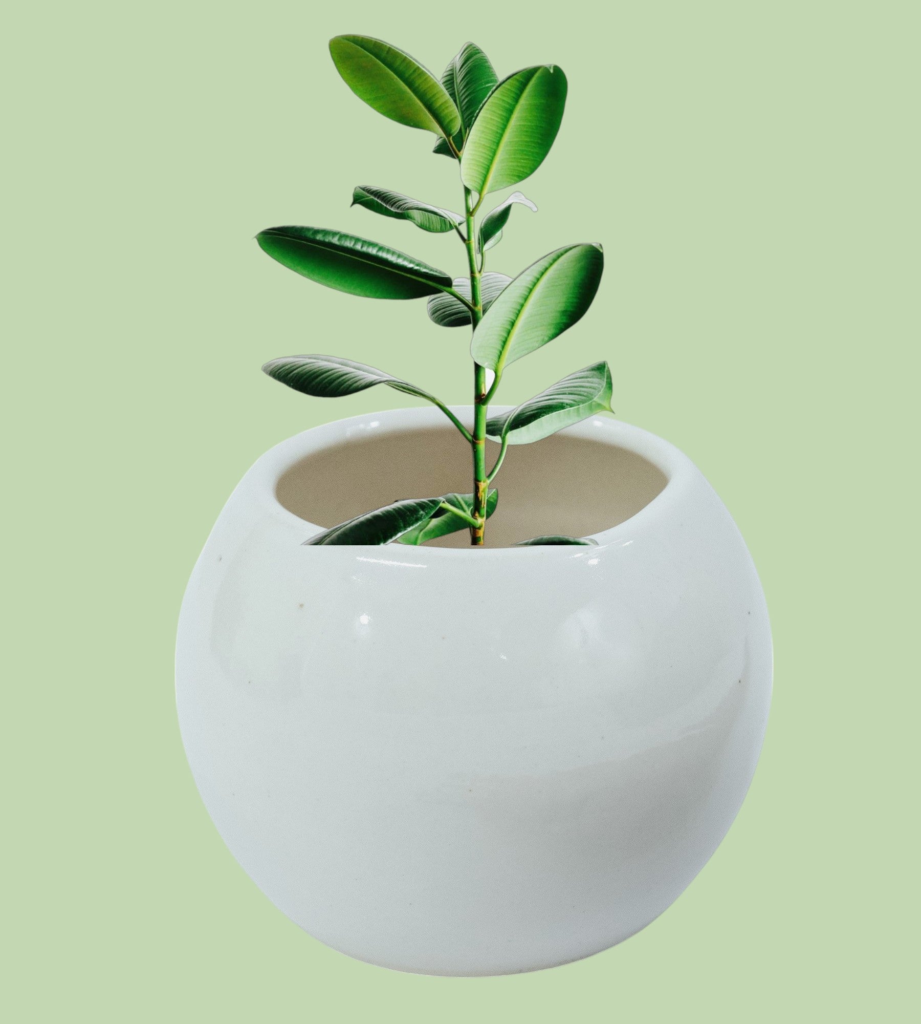 Elegant White Round Small Ceramic Pot